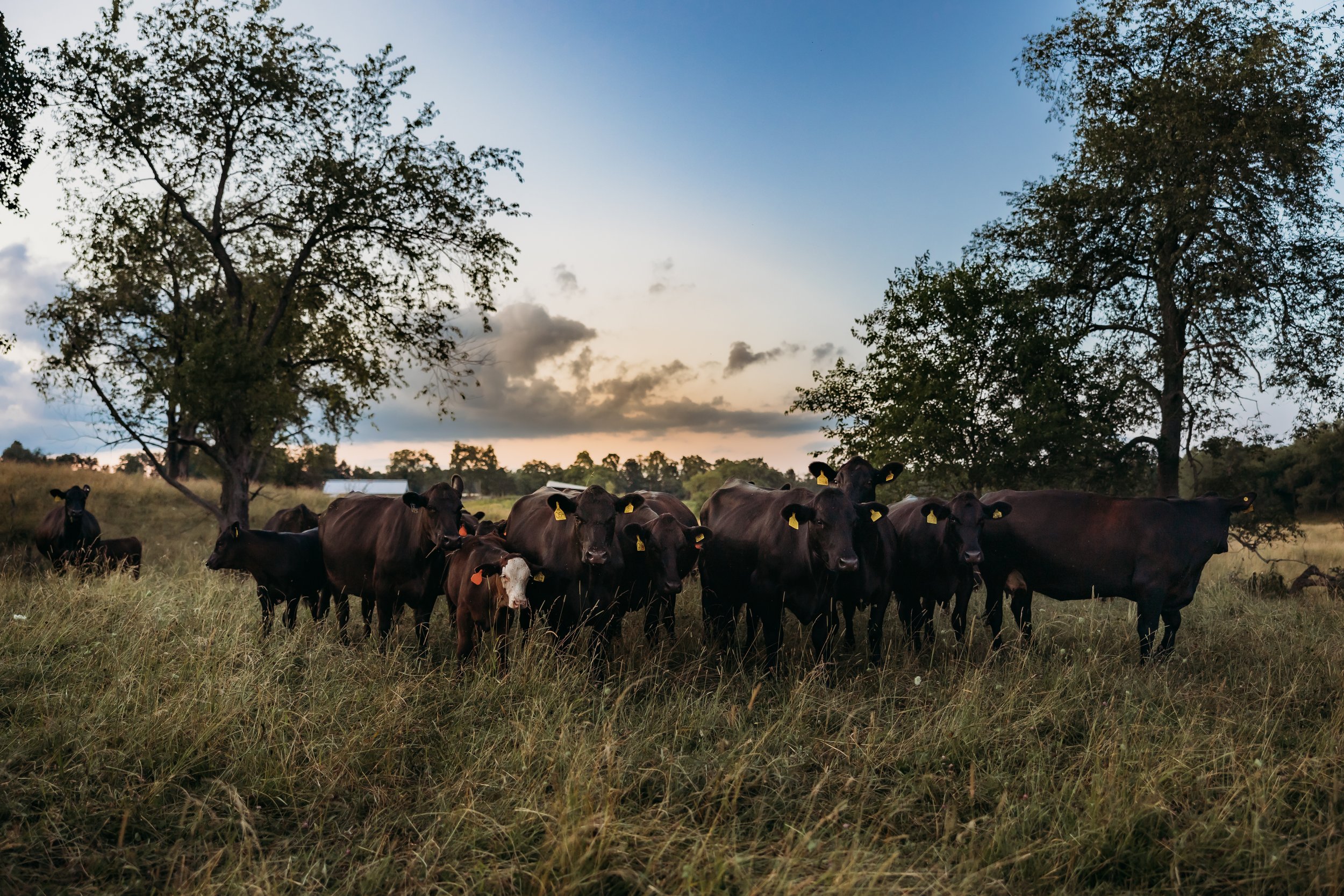 A herd of black cattle with yellow ear tags stands in a grassy field under a blue sky with scattered clouds, surrounded by trees at sunset.