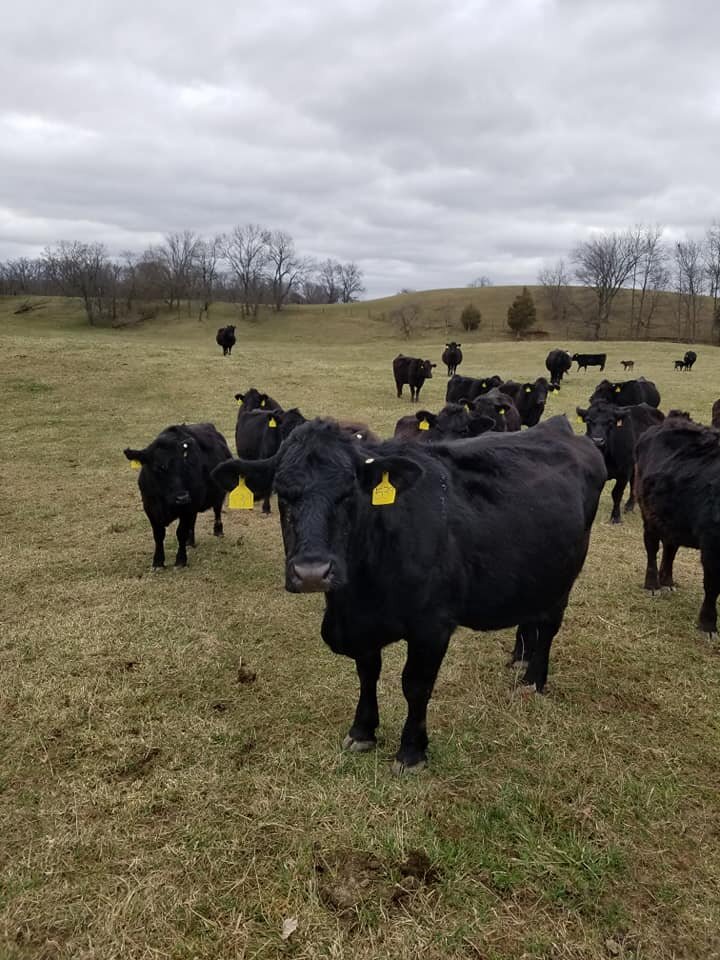 Herd of black cattle grazing in a grassy field under a cloudy sky, with several cows wearing yellow identification tags.