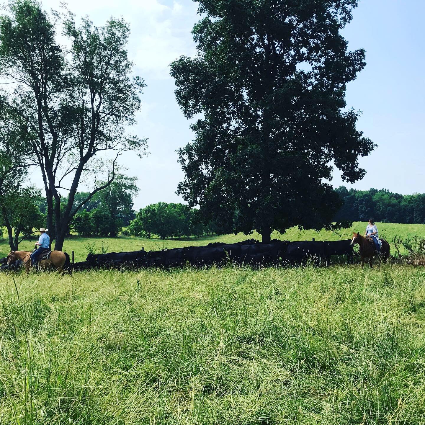 Cowboys on horseback herding cattle in a lush green pasture under a clear blue sky, with large trees providing shade in the background.