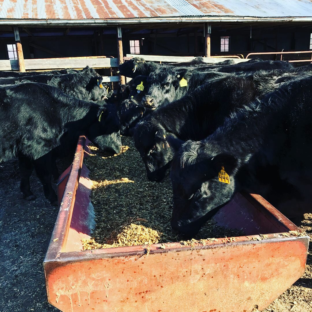 Black cattle feeding from a trough in a barn, with several animals wearing ear tags. The rustic setting features a metal roof and wooden structures, highlighting farm life and livestock management.