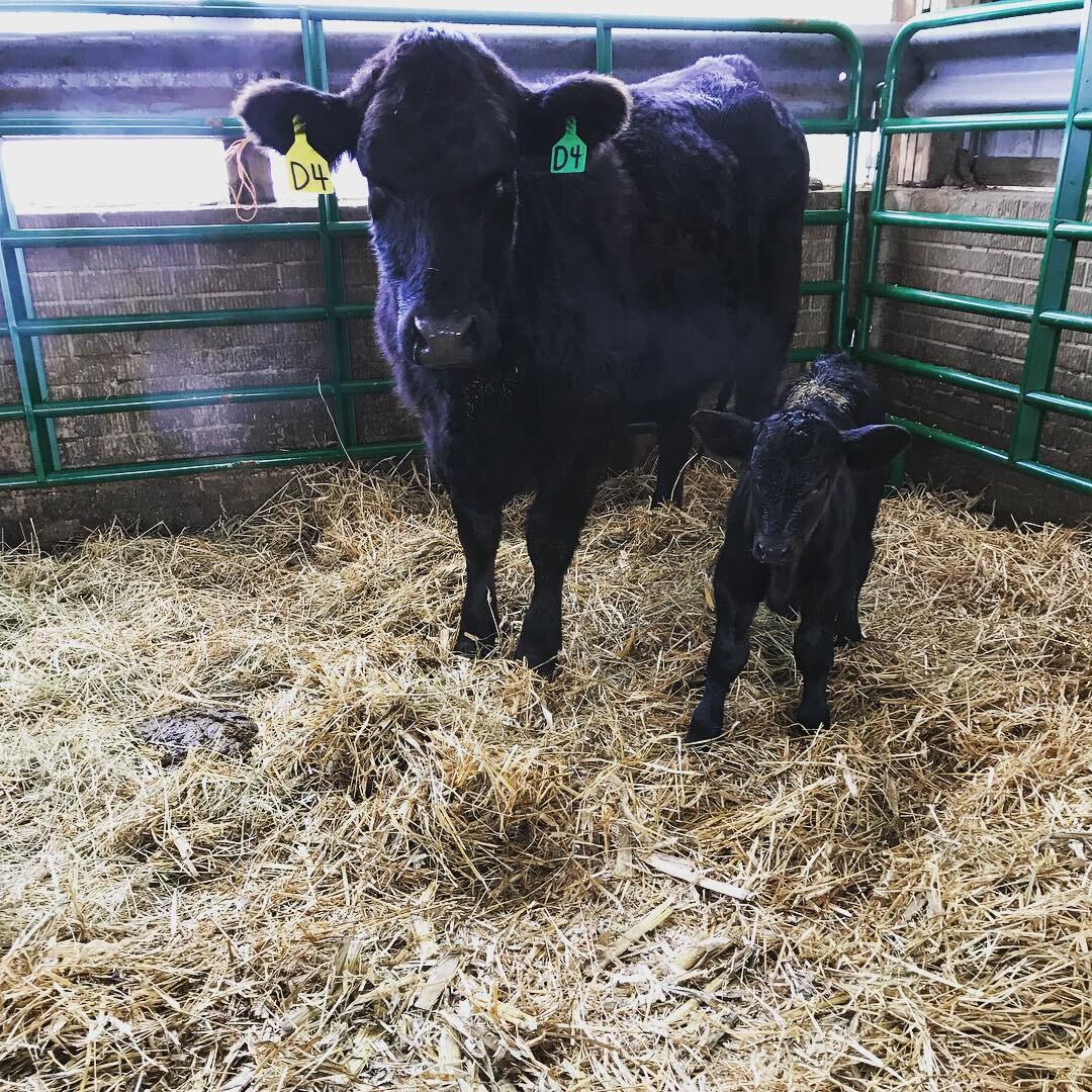 Black cow and calf standing in a barn with straw bedding, both wearing identification tags. The cow is larger and mature, while the calf is young and small, showcasing a nurturing farm environment.