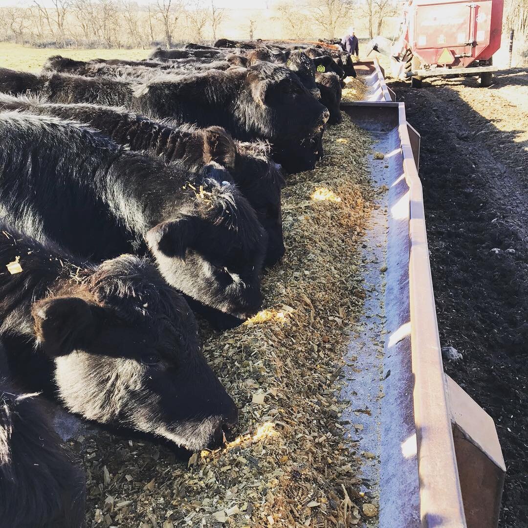 Herd of black cattle feeding from a trough on a farm, with a farmer in the background and a feeding truck nearby. The scene captures the rural agricultural setting and highlights livestock management practices.